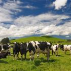 The report found 5000 dairy farms were not inspected for dairy effluent compliance.