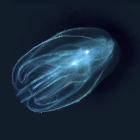A comb jelly. Photo: Getty Images