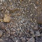 Hundreds of human teeth from the Victorian era that were uncovered at an Invercargill...