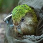 A kākāpō being released into the wild. A new threat to its existence, the deadly bird flu H5N1,...