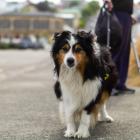 Walking with Mac, 10, (pictured) helps Glenn Roswell navigate Wansbeck St while on crutches....