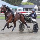The 2000m trip is made to suit for Majestic Man in the Worthy Queen Trot today. PHOTO: HRNZ