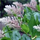 Maianthemum racemosum, false Solomon’s seal, can be found in areas of the Rhododendron Dell at...