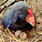 Takahē Wairenga, one of 18 takahē released in Greenstone Station in August, keeps watch over her...