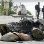 New Zealand sea lion Moana snoozes in the sun (foreground and below), just metres away from a...