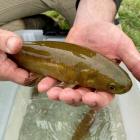 A giant kōkopu from a stream on a farm in Toko Mouth.