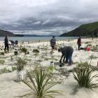 Volunteers plant native shrubs at Te Rauone Reserve earlier this month, as part of the ongoing...