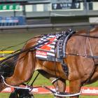 Swayzee looks to be in with a royal show of winning the New Zealand Cup for his Australian...