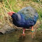 Paku the takahē, now 19 years old, drinks at the pond oblivious to her contribution to botanical...