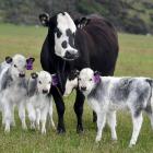 A beef cow with her identical triplet calves. PHOTO: STEPHEN JAQUIERY