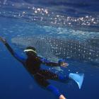 Swimming with whale sharks, Ningaloo Reef. PHOTO: GETTY IMAGES