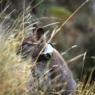 A wallaby is fitted with a collar the same as those being used in a new trial programme to find...