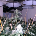 The investigation located 42 significant cannabis crop grows and 10kg of packaged cannabis was...