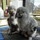 Kākā chicks from the Dunedin Botanic Garden Aviary. Photo: DCC