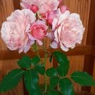 This large stem of ‘‘My Mum’’ was judged the champion of champion large rose at the national show...