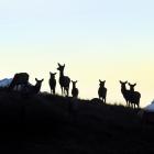 New Zealand’s deer industry body has released a new strategy, mapping out a plan for the next...