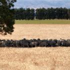A flock of sheep hide from the blazing Central Otago sun, in the shadow of a lone pine tree near...