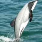 A Hector’s dolphin. PHOTO: SUPPLIED