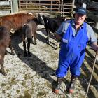 PGG Wrightson Oamaru dairy representative Wayne Brenssell moves a pen of calves farmers gave as...