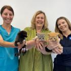 Holding some of the tiniest new residents of the SPCA Dunedin Centre, as kitten season starts to...