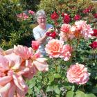 South Canterbury Rose Society member Margaret Johnson eyes up some Phar Lap blooms in preparation...