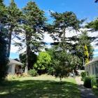 Five large cedar trees are to be felled at Aorangi Courts in Bryndwr, and replaced with native...