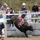Loche Cowan, of Gore, competes in the open bull ride at the 58th Millers Flat Rodeo yesterday....