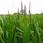 A Canterbury outbreak of black grass resulting in flax linseed crops and a wheat crop being...