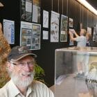 South Otago Forest & Bird co-chairman Roy Johnstone inspects a kārearea exhibit during set-up for...