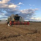 South Canterbury farmer Colin Hurst would be keen to see more rain land on dry paddocks. Photo:...