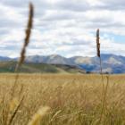 A dry paddock in Duntroon in Upper Waitaki, which has about 90% of its grassland dried out. PHOTO...