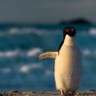 A rare Adelie penguin waddles on to St Clair Beach, in Dunedin, yesterday morning. Photo: Alberto...