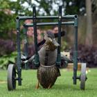 Duckworth the disabled duck works her way across the lawn of her carer, Richard Trainor. PHOTOS:...