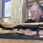 Ewan Fordyce with a dolphin fossil. Photo: Gregor Richardson