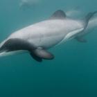 A Hector's dolphin. File photo