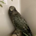 A lost kea spotted by some fisherman at the Balclutha river mouth is receiving treatment at the...