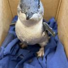 Milly the penguin resides safely at the Oamaru Penguin Colony after being rescued from outside...