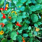It’s not a good time of year to plant for decent radishes, but nasturtium leaves and flowers are...