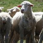 New Zealand Merino wants to improve sheep farmers' viability through slick marketing of merino...