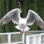 Seagulls in Meek St carpark have swooped on people in order to protect their fledglings. PHOTOS:...