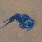 Bluebottle jellyfish were found washed up at Campbells Bay, Kakanui, last week. PHOTO: SUPPLIED