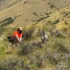 Bennett’s wallaby eradication project manager Brent Barrett releases a collared wallaby in South...