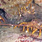 NZ rock lobsters. PHOTO: STEPHEN JAQUIERY