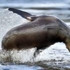 I did not have to stay long for a sea lion to perform for the camera at Hoopers Inlet.