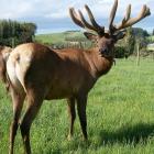 Tikana Wapiti Stud bull Larakin sold for the top price of $23,000 at an annual sale in Central...