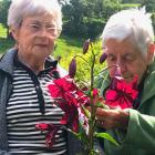 Pam Wells (right) checks Asiatic lily "Purple Marble" in the garden of Celia Joyce. PHOTO:...