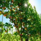 Apricot trees in new new two-dimensional structure. Photo: Supplied / Craig Robertson