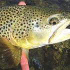 A beautiful  brown trout from the Nevis River. Photo by Dick Marquand.