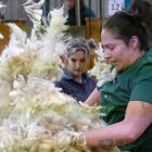 Pagan Rimene, of Alexandra, on her way to her maiden victory in the New Zealand Woolhandling Open...