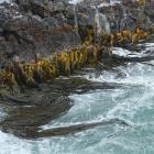 Rimurapa/Bullkelp at Taiaroa Head.